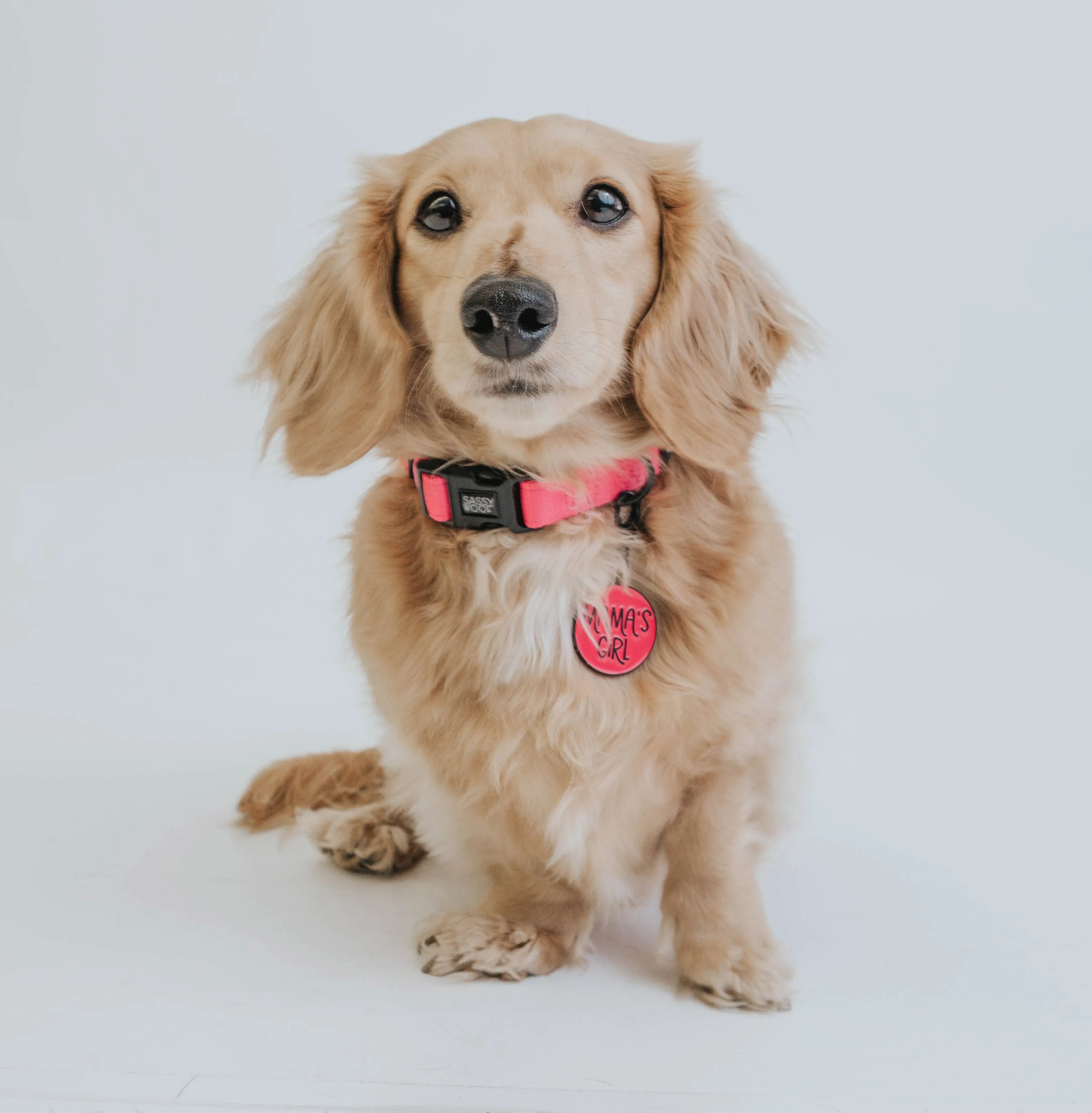 Dog Collar - Neon Pink