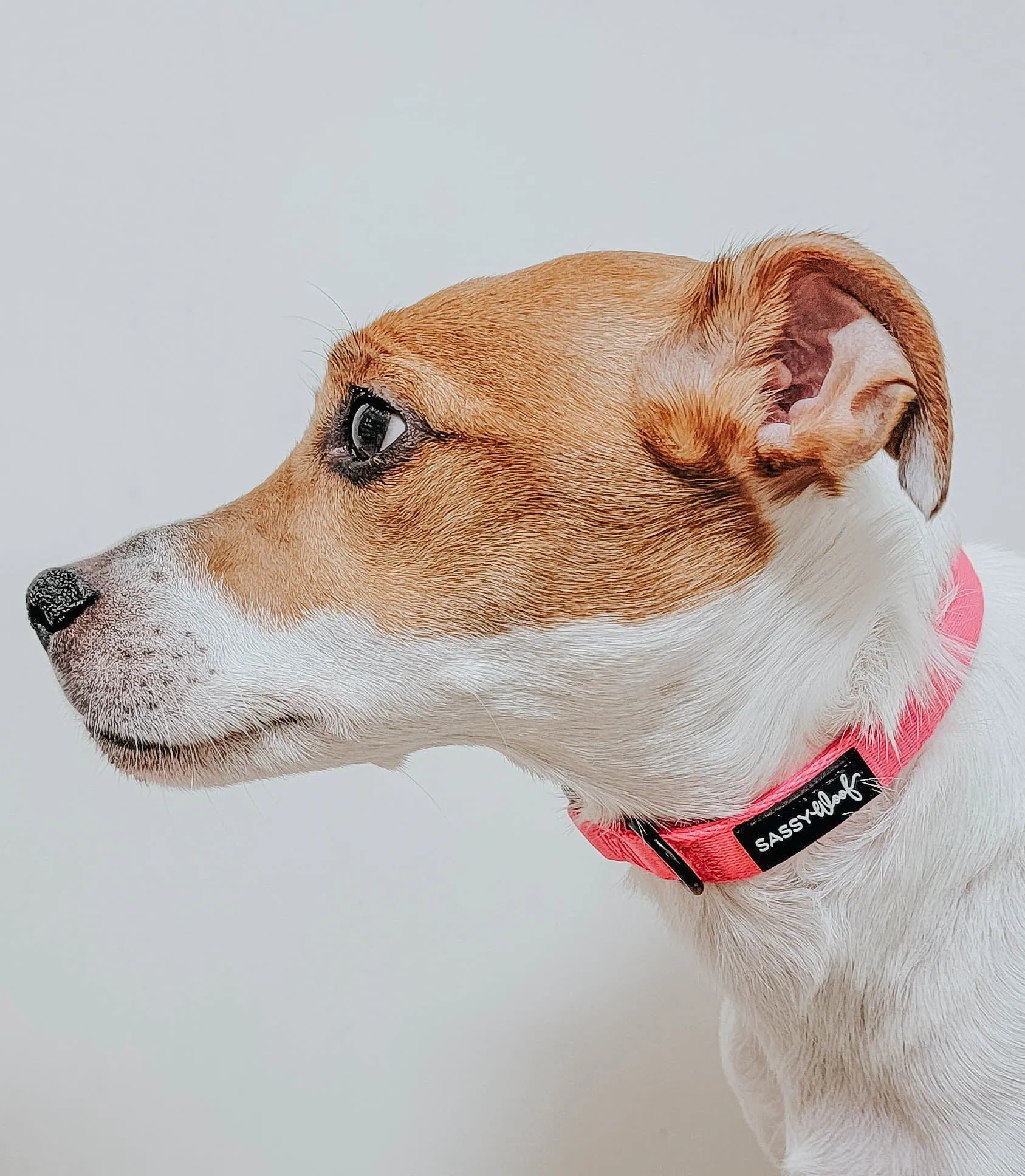 Dog Collar - Neon Pink