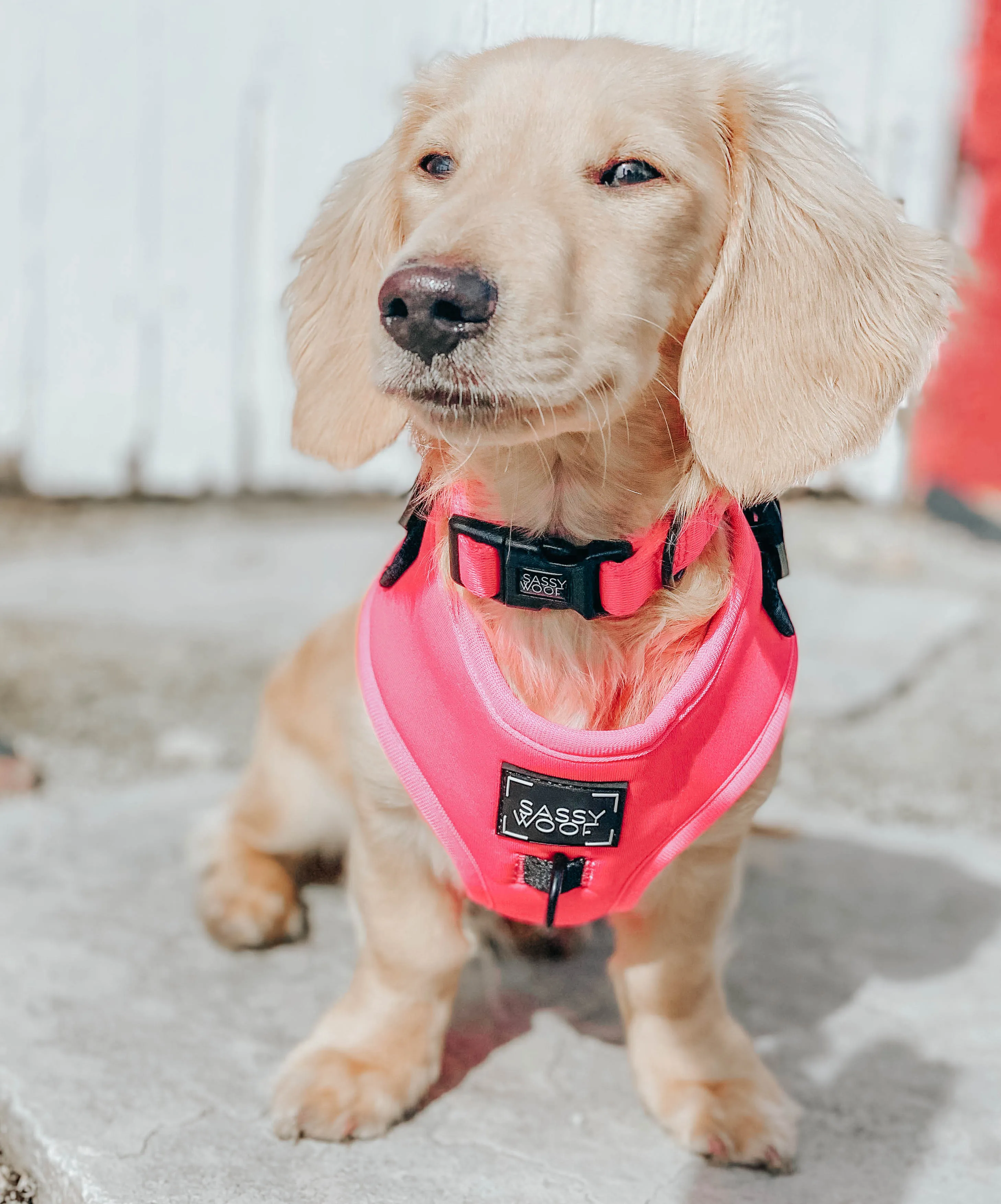 Dog Collar - Neon Pink