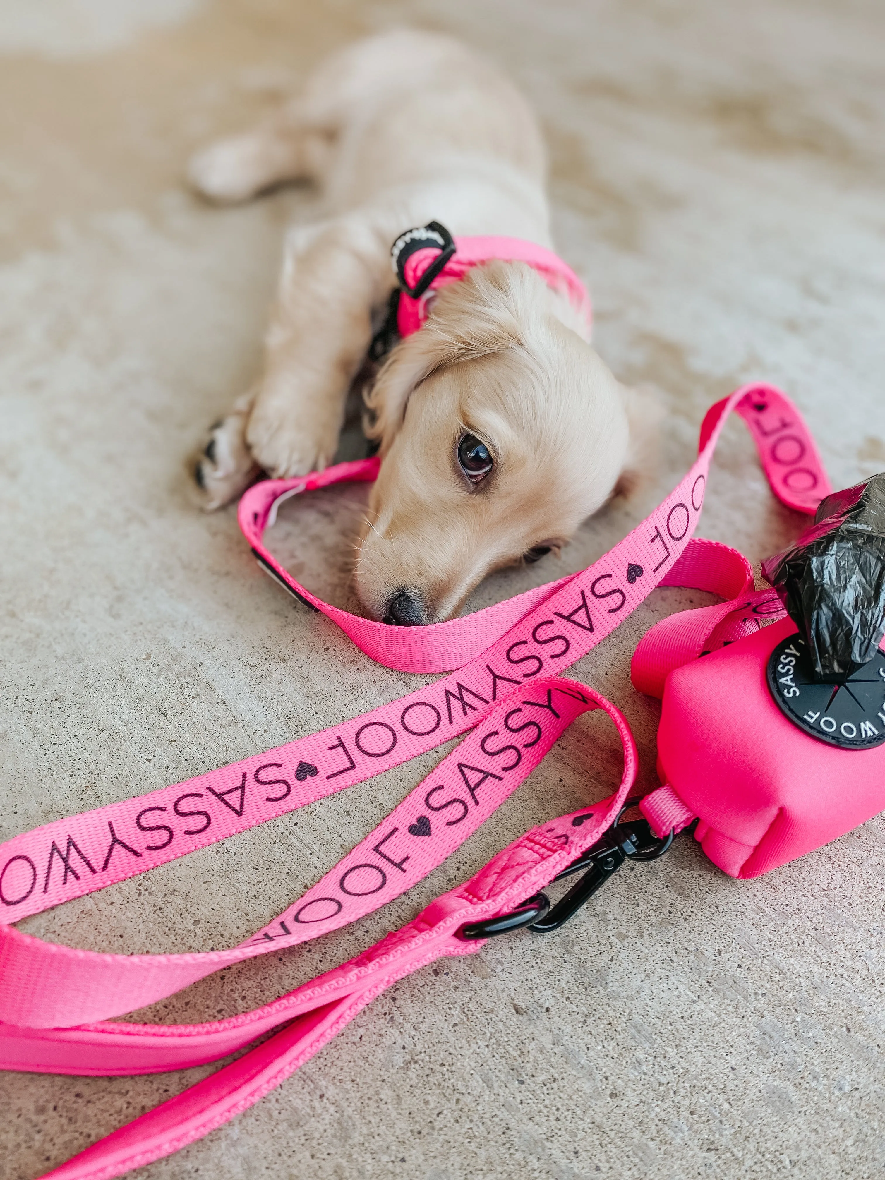 Dog Leash - Neon Pink