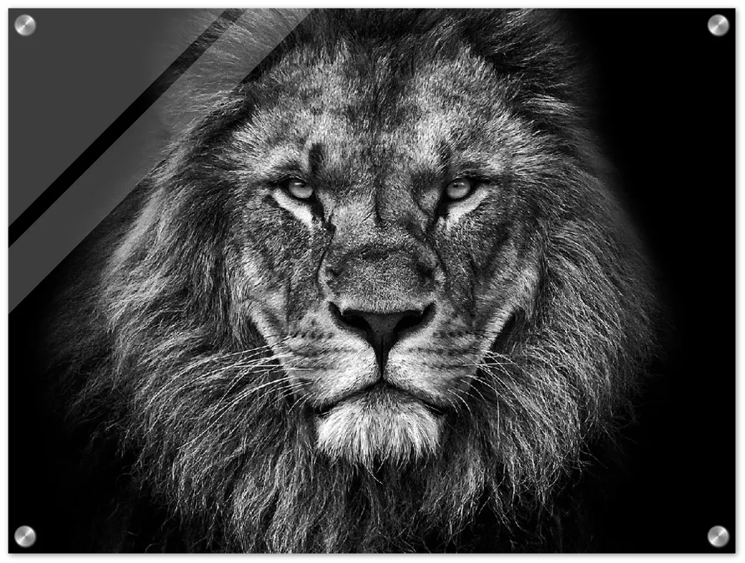 Lion Head - Print