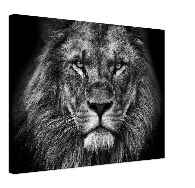 Lion Head - Print