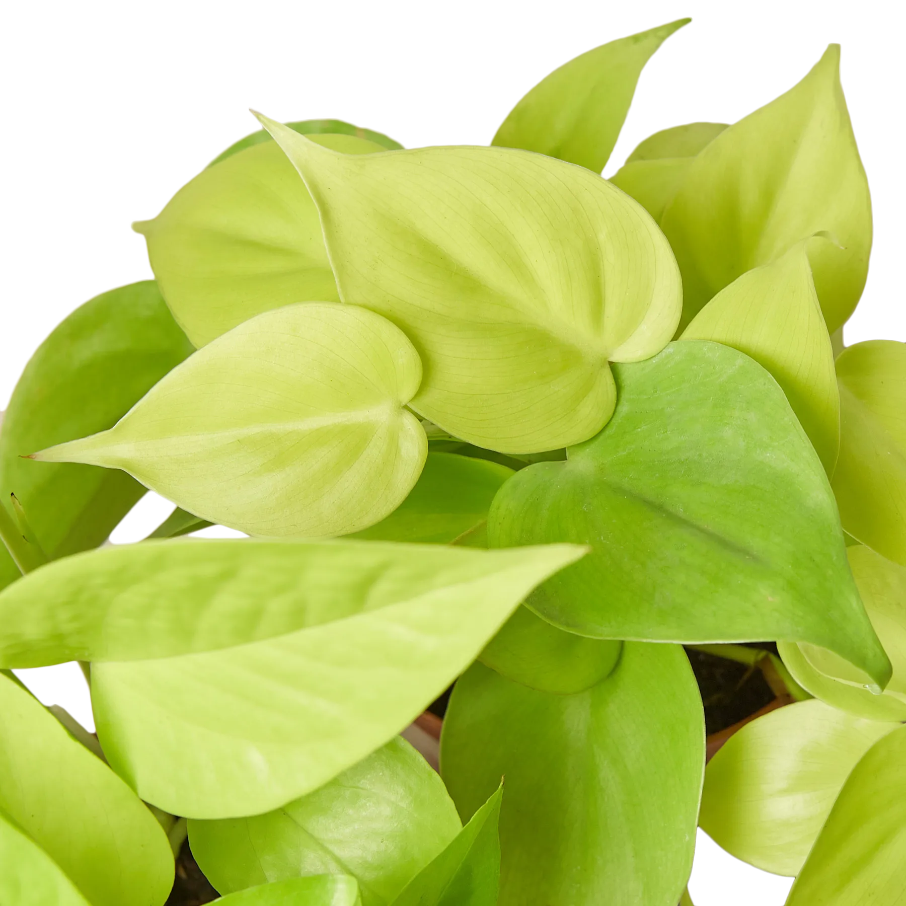 Pothos 'Neon'